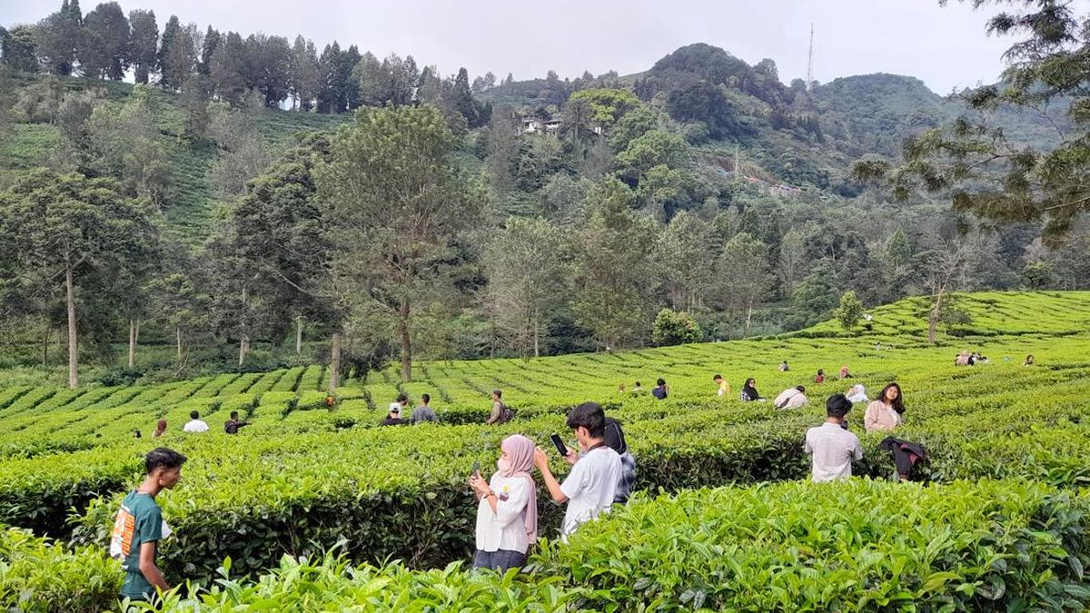 suasana-di-kebun-teh-puncak-bogor-m-sholihin-detikcom_169